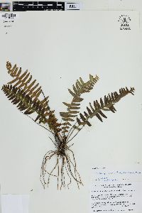 Nephrolepis brownii image