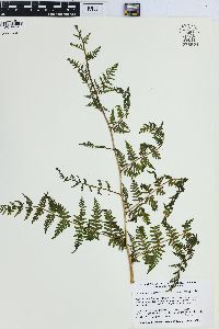 Macrothelypteris torresiana image