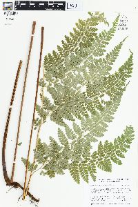 Dennstaedtia bipinnata image