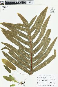 Phlebodium pseudoaureum image