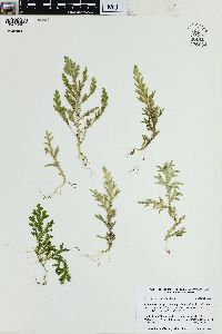 Selaginella substipitata image