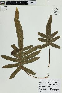 Phlebodium pseudoaureum image