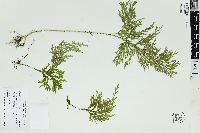 Selaginella haenkeana image