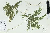 Selaginella asperula image