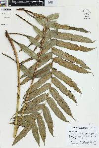 Blechnum cordatum image