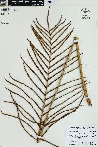 Blechnum cordatum image
