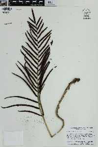 Blechnum cordatum image