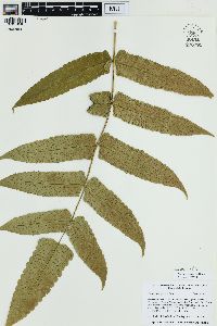 Cyathea subincisa image