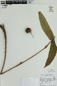 Cyathea subincisa image