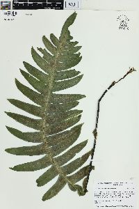 Blechnum divergens image
