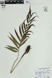 Meniscium reticulatum image