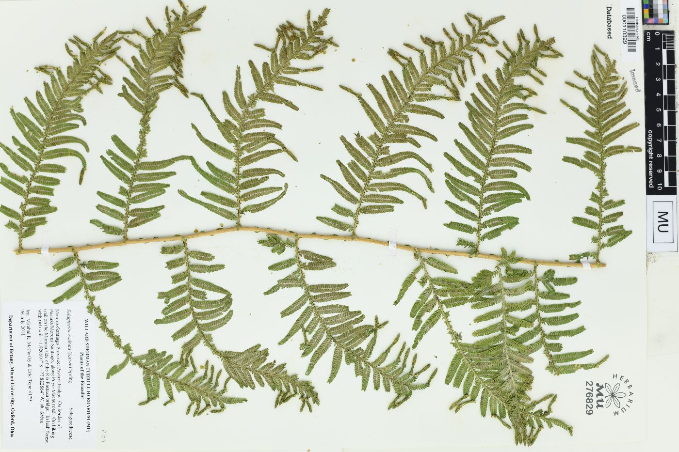 Selaginella exaltata image