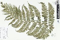 Dennstaedtia globulifera image