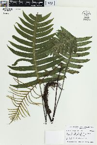 Blechnum divergens image