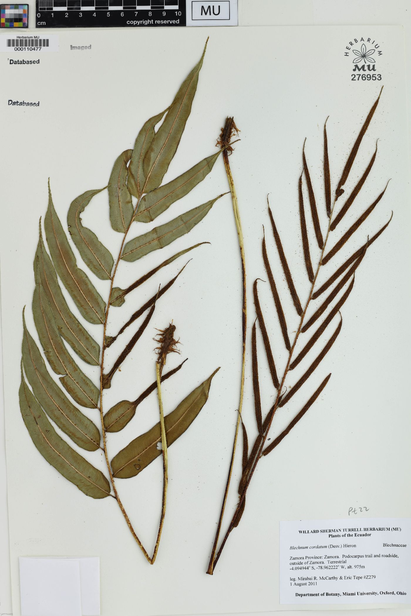 Blechnum cordatum image