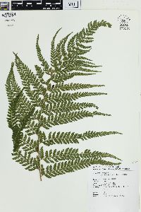 Microlepia strigosa image