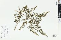 Dryopteris campyloptera image