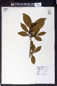 Image of Corylopsis multiflora
