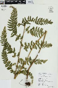 Microlepia substrigosa image