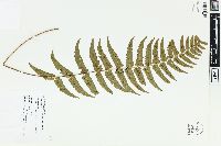 Dryopteris cycadina image