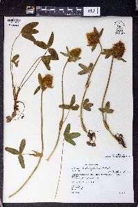 Trifolium trichocephalum image