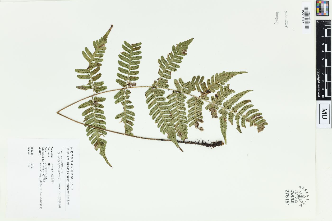 Dryopteris subtriangularis image