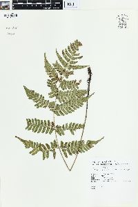 Dryopteris subtriangularis image