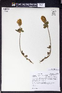 Trifolium canescens image