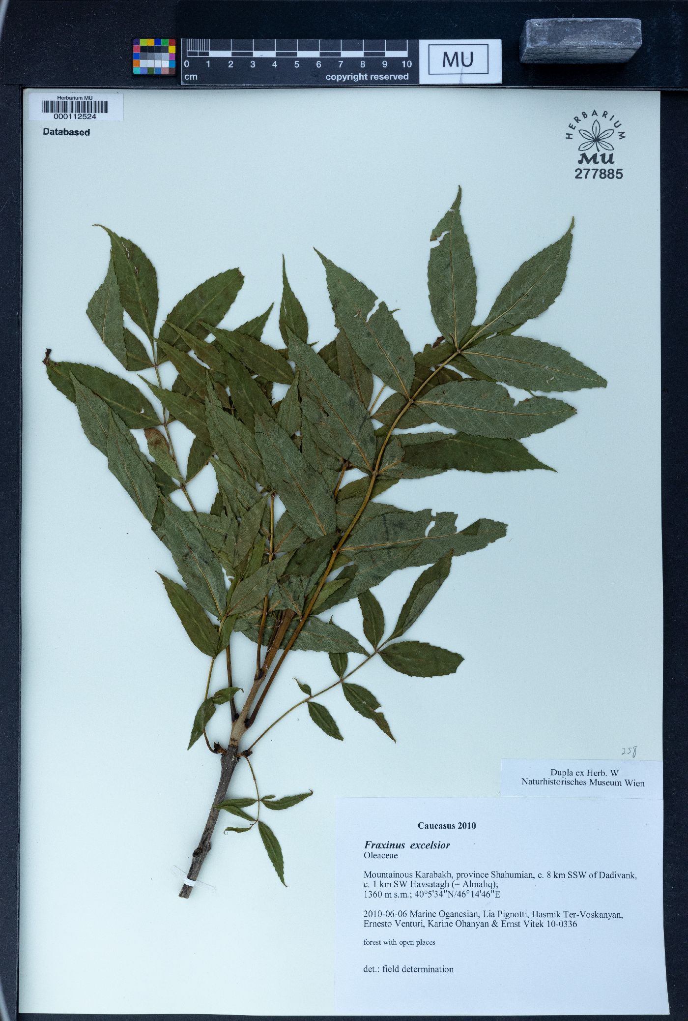 Fraxinus excelsior image