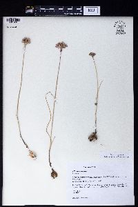 Allium rubellum image
