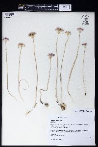 Allium rubellum image