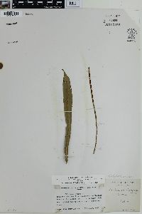 Blechnum lanceola image