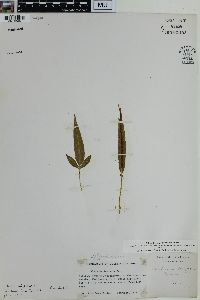 Blechnum lanceola image
