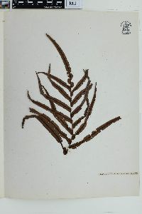 Blechnum orientale image