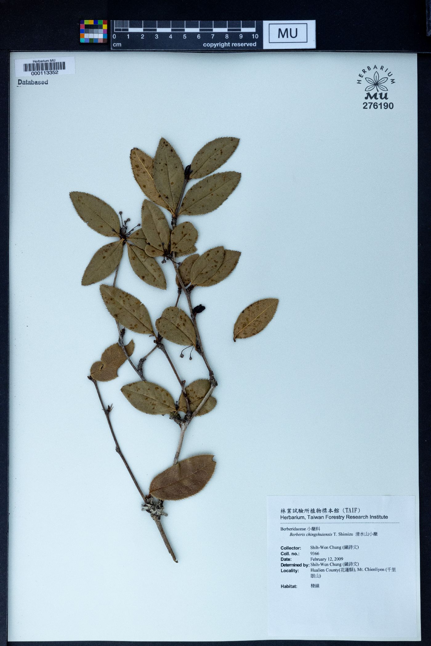 Berberis aristato-serrulata image