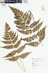 Dryopteris fuscipes image