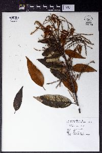 Castanopsis hystrix image