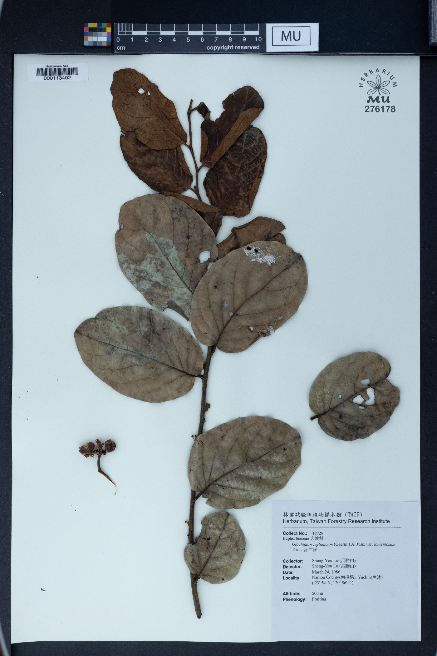 Glochidion zeylanicum var. tomentosum image