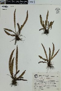 Blechnum asplenioides image