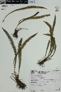 Blechnum asplenioides image