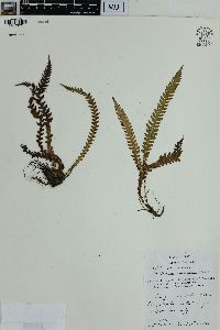 Blechnum asplenioides image