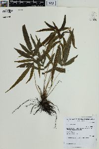 Blechnum gracile image