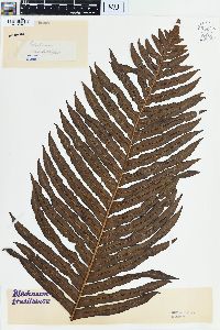 Blechnum brasiliense image