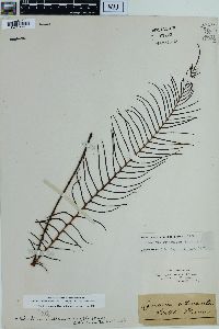 Blechnum attenuatum image