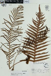 Blechnum attenuatum image