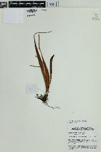 Lepisorus spicatus image