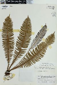 Blechnum nipponicum image