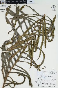 Blechnum orientale image