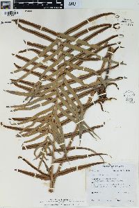 Blechnum orientale image