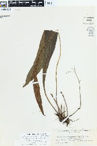 Bolbitis sinuata image